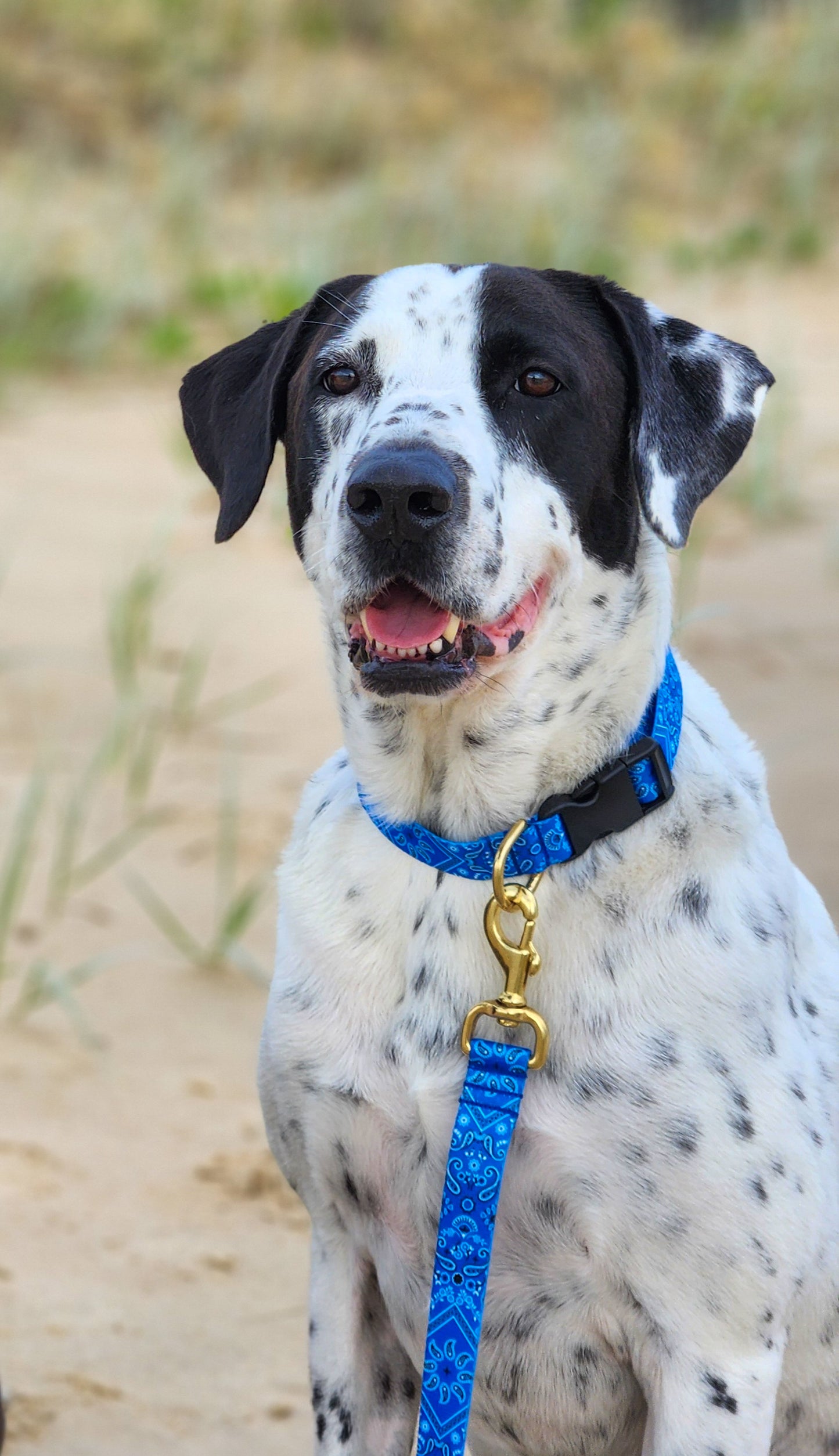 Blue Bandana Collar + Lead Set