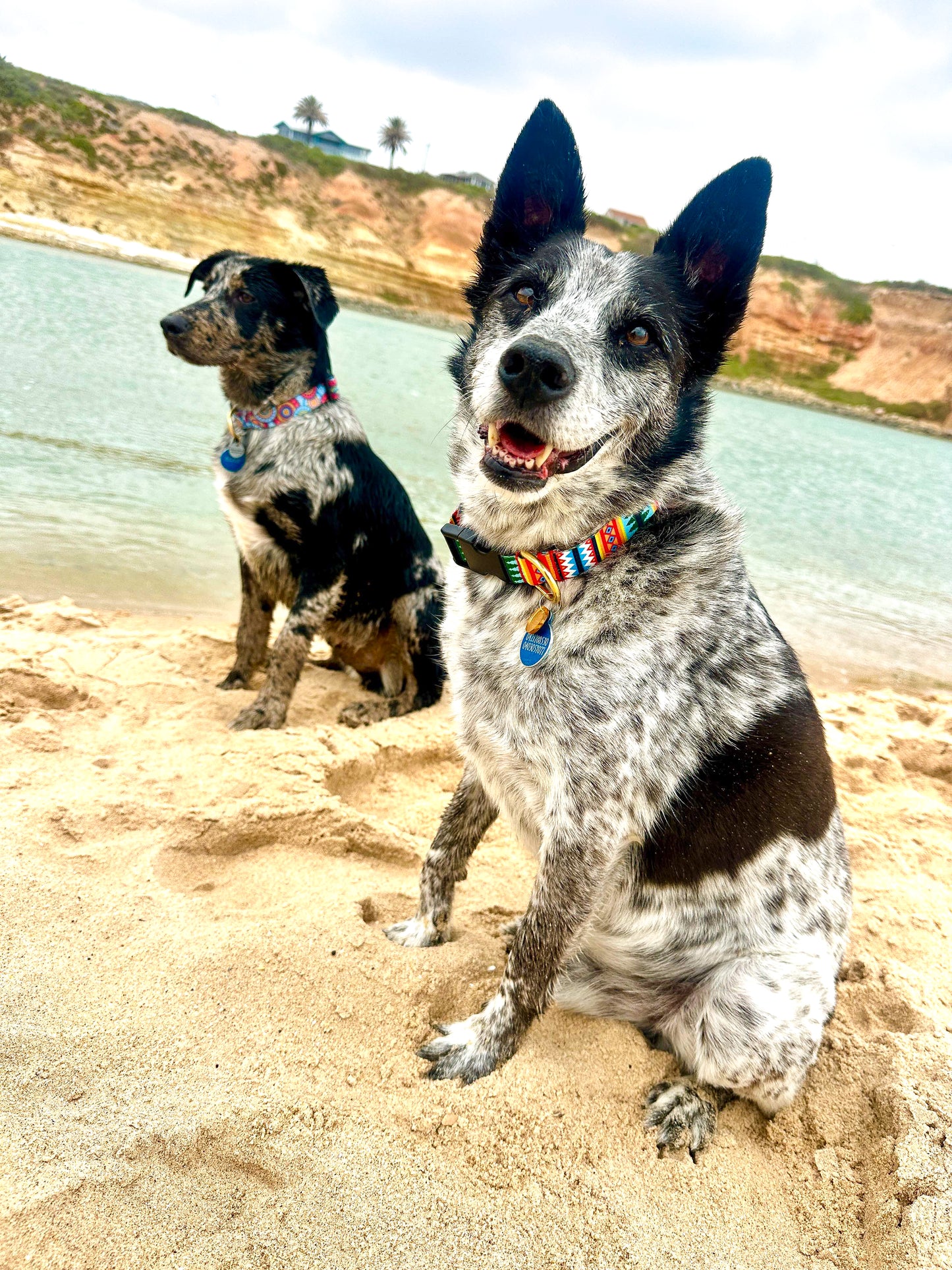 Summer Surf Pines Collar