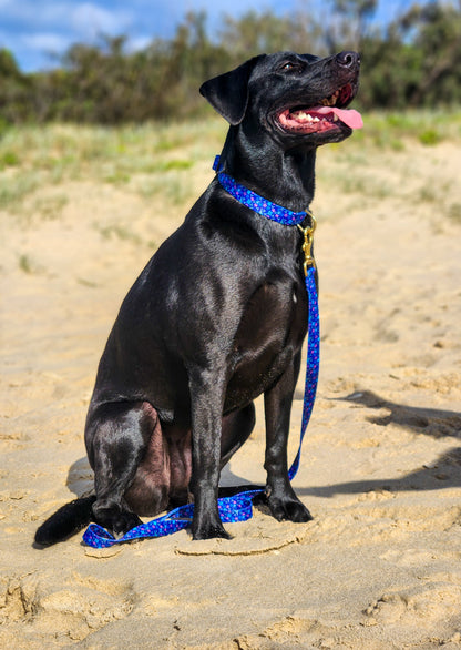 Blueberry Collar + Lead Set