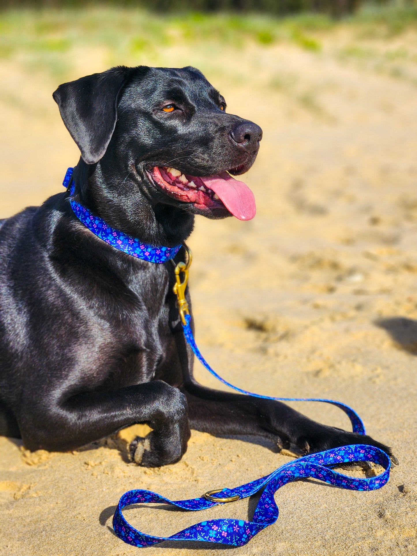 Blueberry Collar + Lead Set