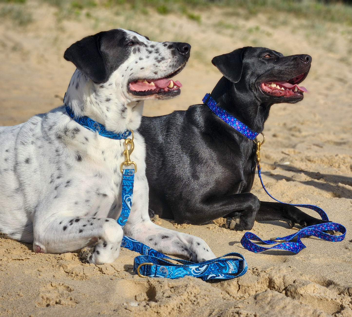 Blueberry Collar + Lead Set