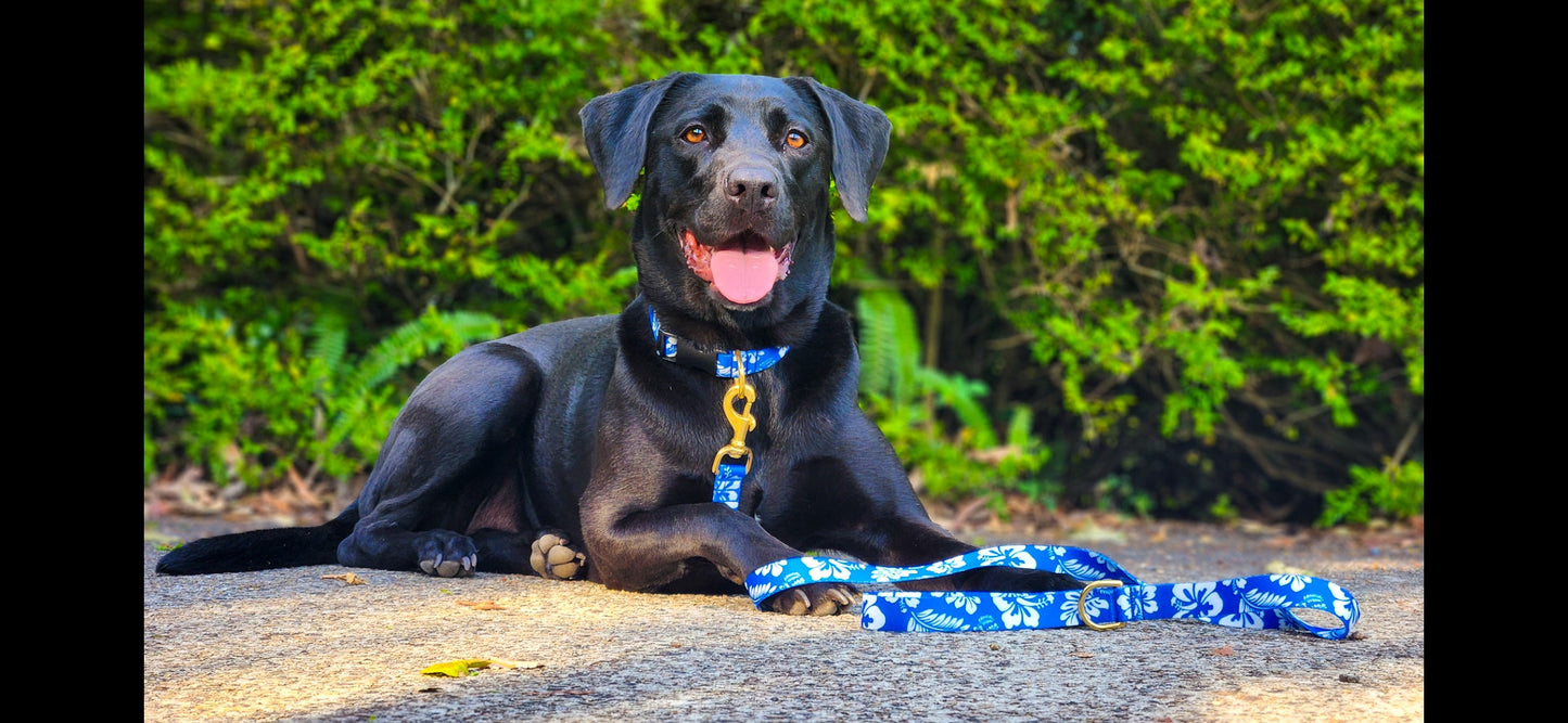 Blue Hawaiian Collar + Lead Set