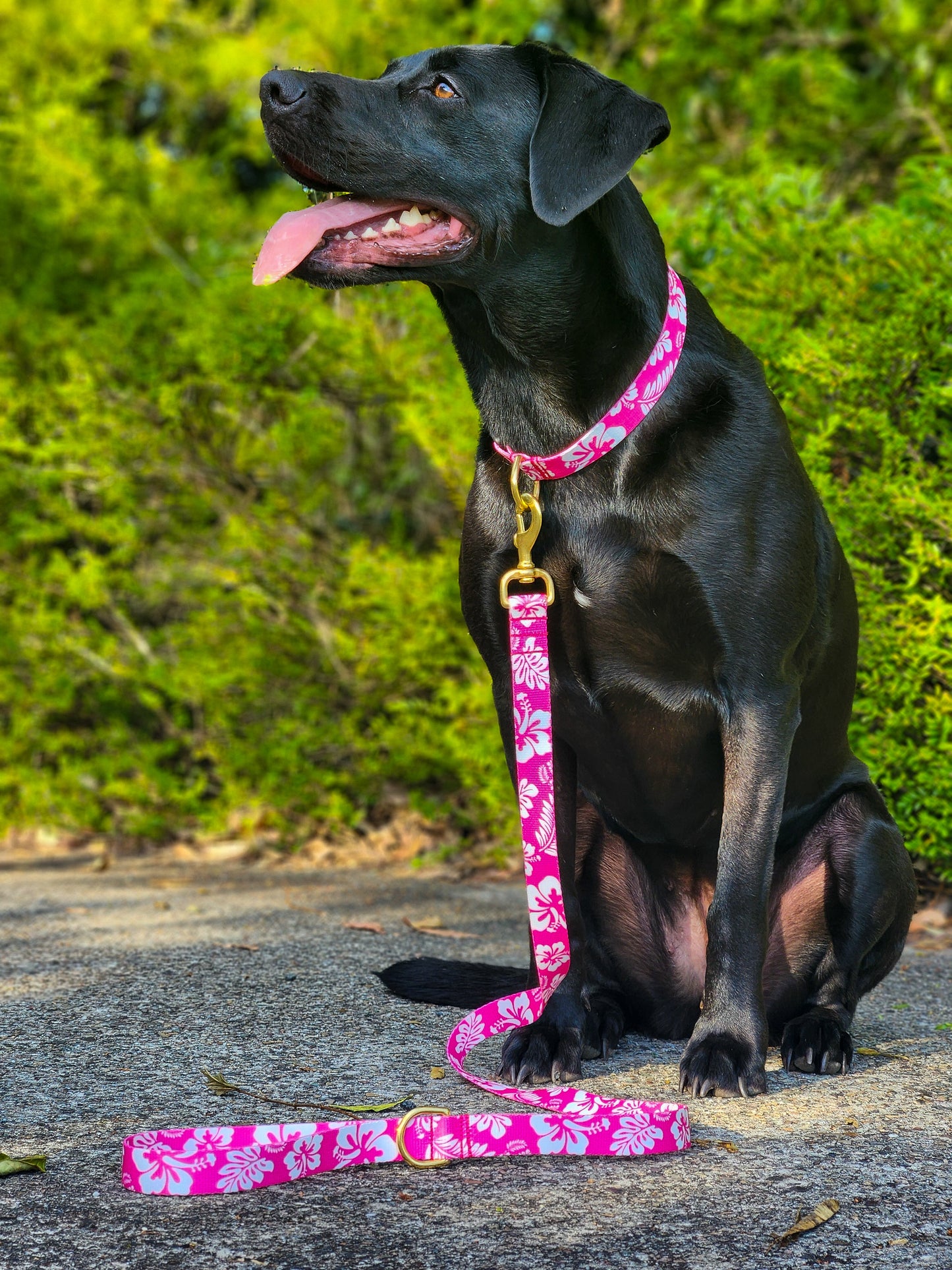 Pink Hawaiian Collar + Lead Set