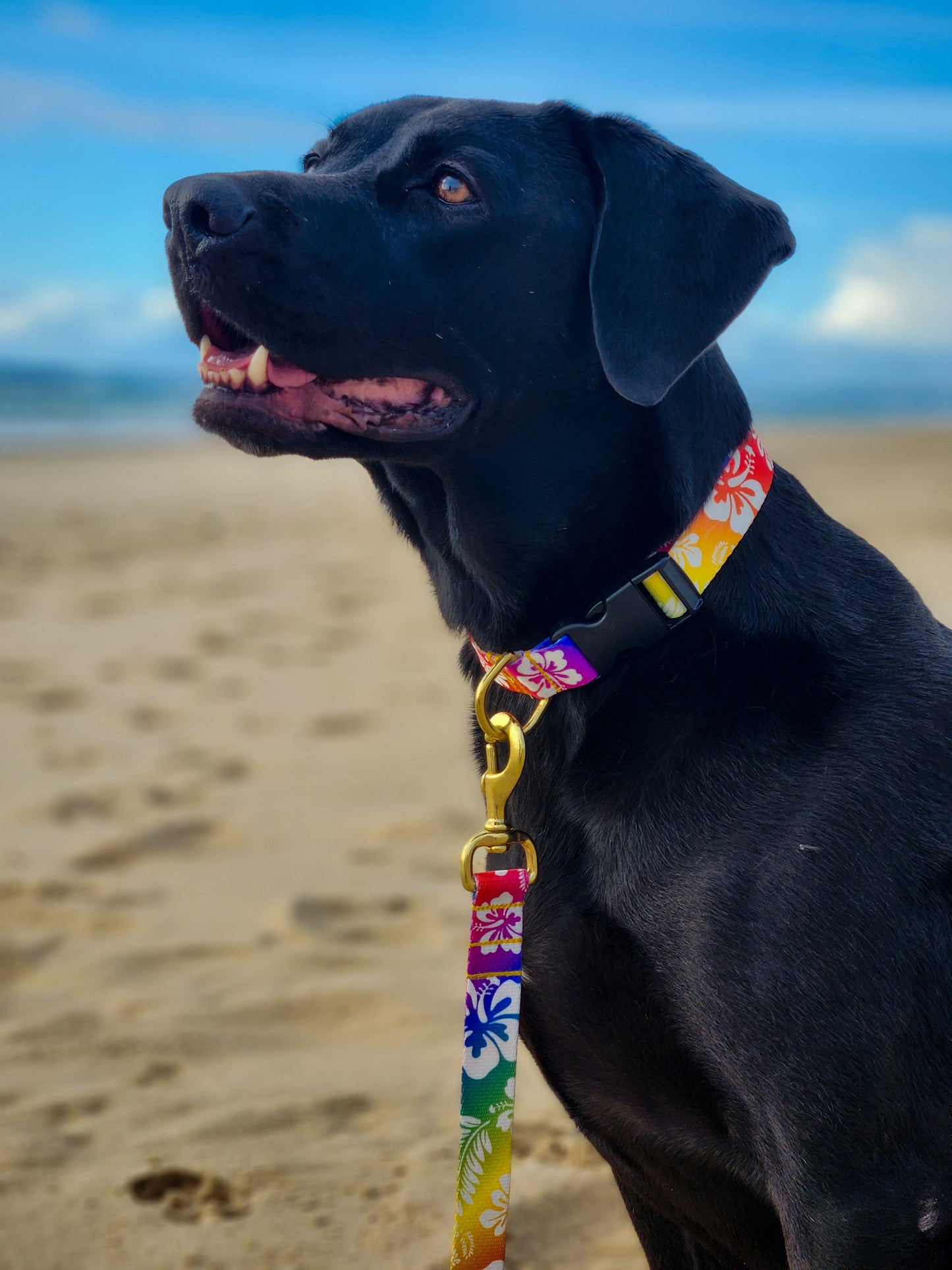 Rainbow Hawaiian Lead