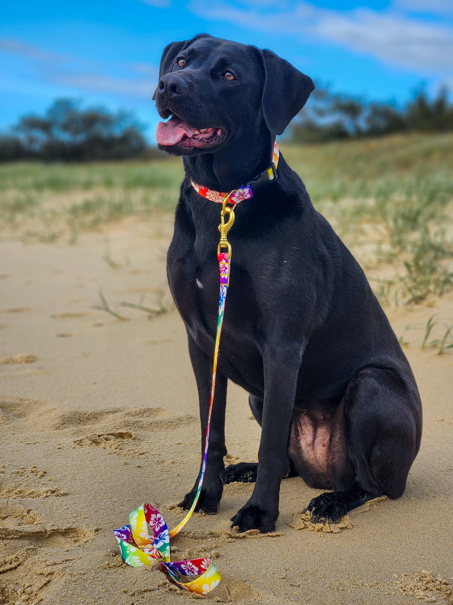 Rainbow Hawaiian Lead