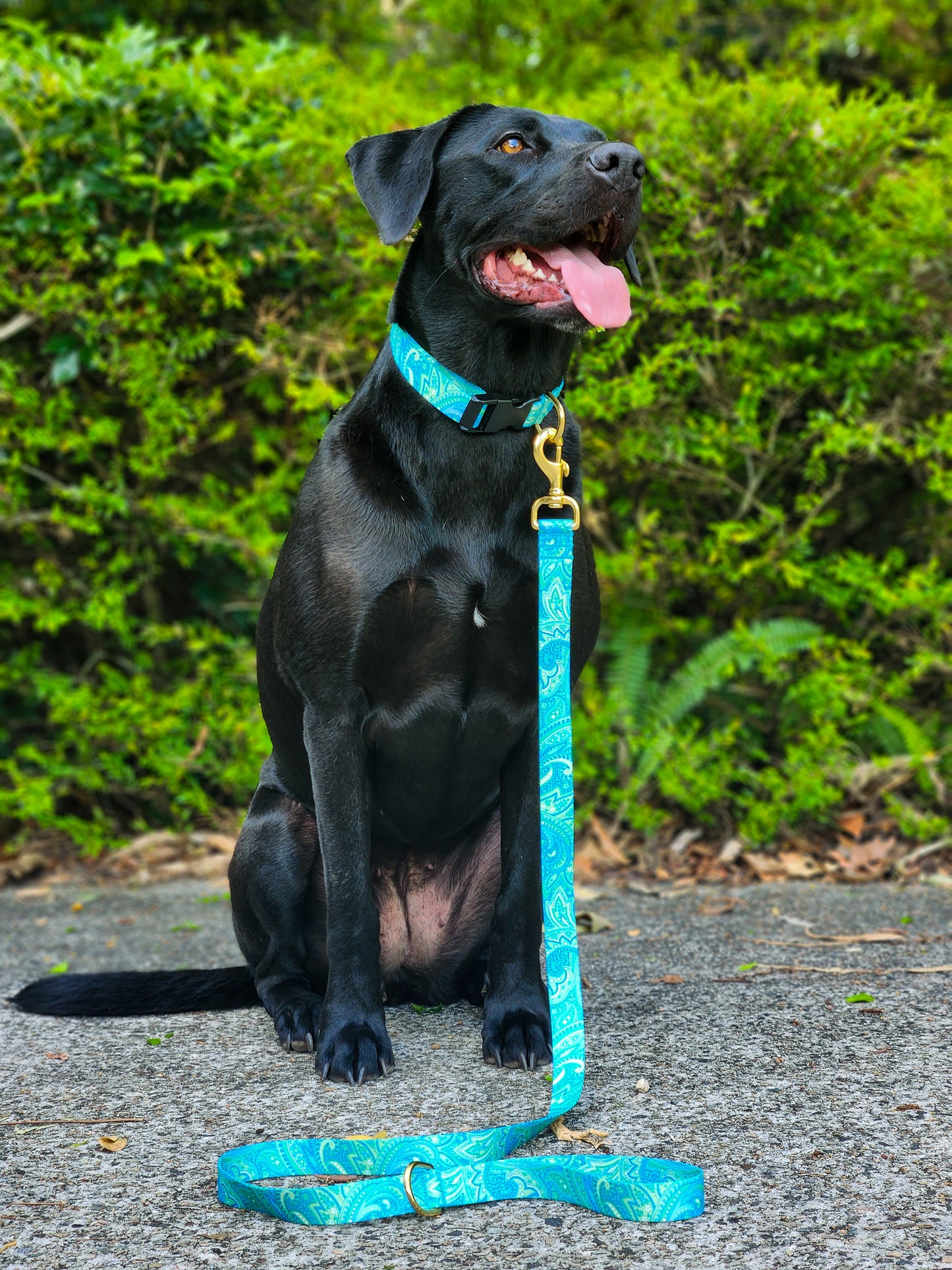 Sea Green Paisley Collar