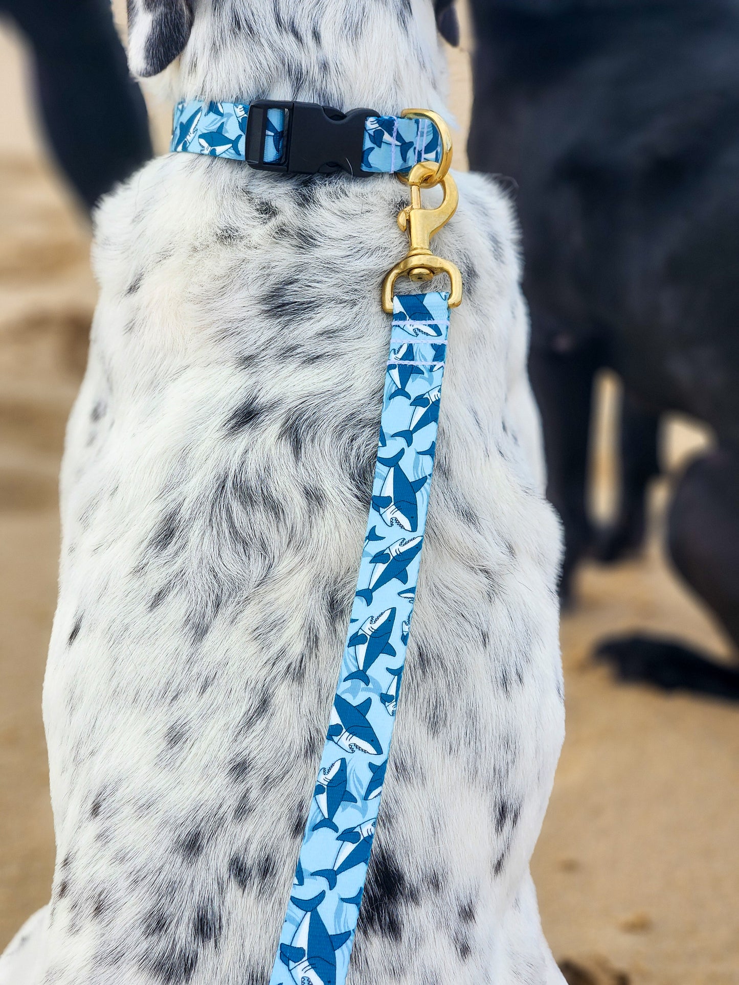 Blue Sharks Collar + Lead Set