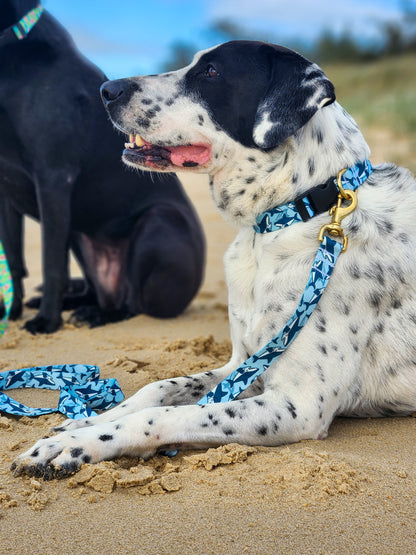 Blue Sharks Collar + Lead Set